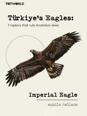 Eagles of Turkey: 7 Species Guide & Conservation