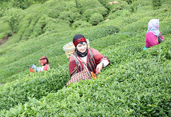 December Tea Harvest in Turkey Signals Climate Shift