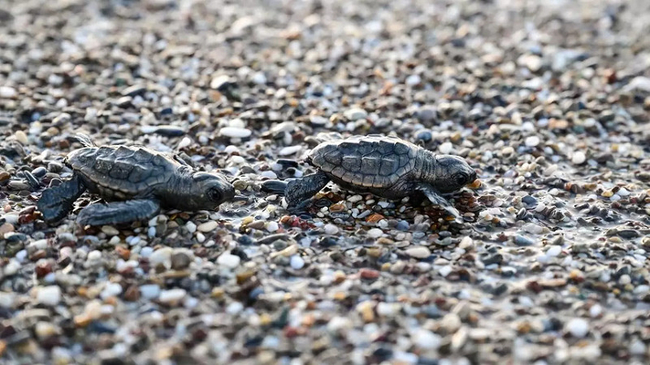 Nearly 500,000 Loggerhead Turtles Hatch in Antalya 