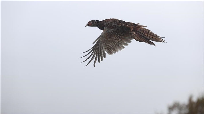 Türkiye Returns 11,000 Rehabilitated Wild Animals to Nature