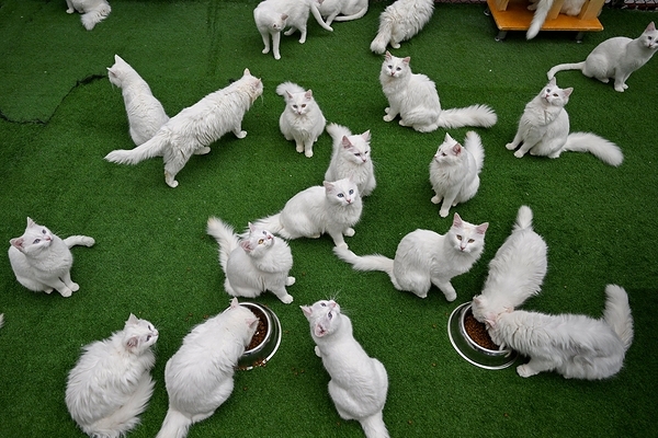 Van Cats in Turkey: Breeding, Care, and Unique Features