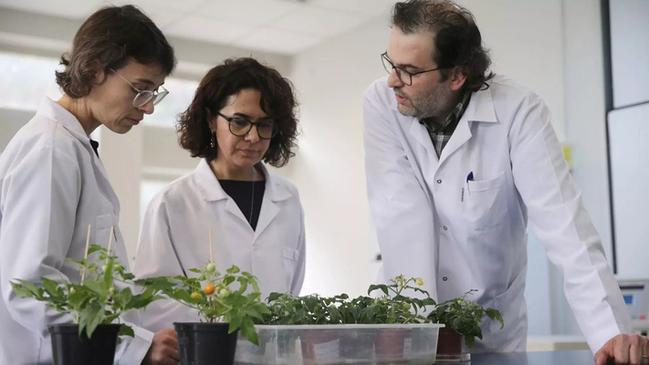 Turkish Scientists Grow Tomatoes in Lunar and Martian Soil Simulations