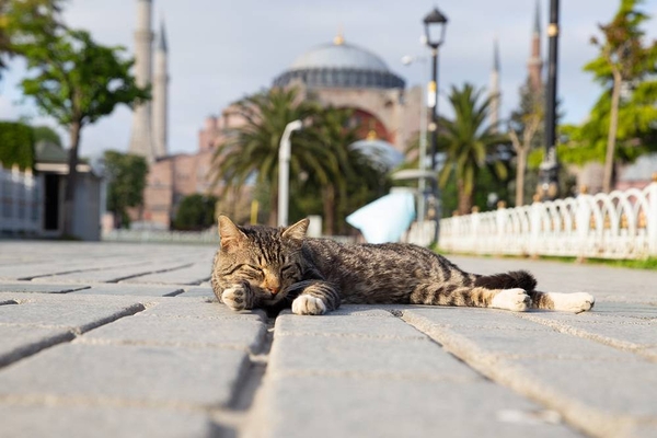 Street Cat Care Program Launched in Antalya