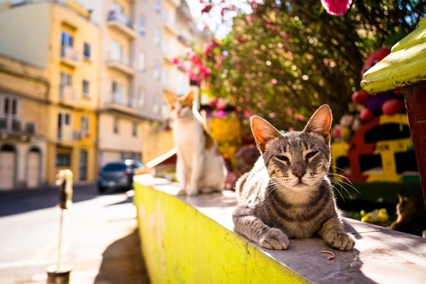 Plastic Bottles Turn Into Food for Stray Animals in İzmir