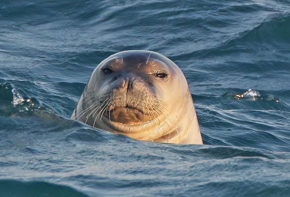 One of Only 800 Mediterranean Monk Seals Spotted in Alanya