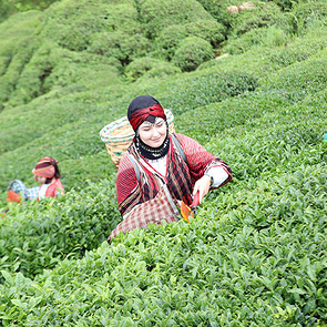 Turkish Tea Harvest in December Due to Unusual Warmth