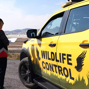 Ornithologists Deployed at Istanbul Airports for Safety