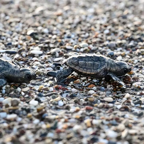Nearly 500,000 Loggerhead Turtles Hatch in Antalya 