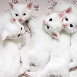 120 Van Cat Kittens Born in 2025 as Türkiye Expands Breeding