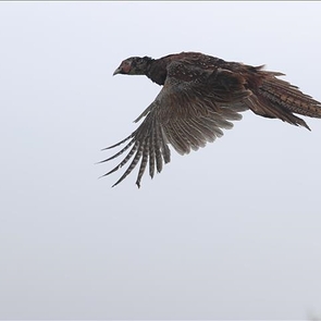 Türkiye Releases 11,000 Rehabilitated Wild Animals in 2025
