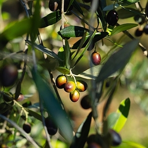 Turkey Becomes #2 Olive Oil Producer in the World