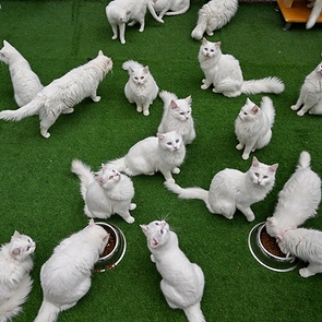 Van Cats in Turkey: Preservation, Breeding & Unique Traits 2026