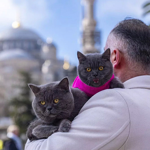 Istanbul's Traveling Cat Reis Now Explores City with Kitten Pera