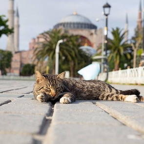 Street Cat Care Program Launched in Antalya: Treatment & Sterilization