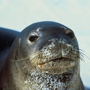 Illegal Tours Threaten Endangered Monk Seals in Antalya, Turkey