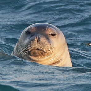 Mediterranean Monk Seal Spotted in Alanya: Only 800 Left