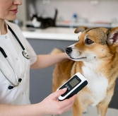 Turkey Pet Microchipping Mandatory by December 2025