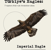 Eagles of Turkey: 7 Species Guide & Conservation