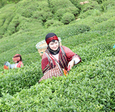 Turkish Tea Harvest in December Due to Unusual Warmth