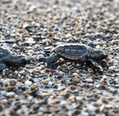 Nearly 500,000 Loggerhead Turtles Hatch in Antalya 