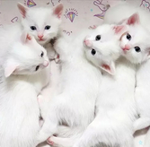 120 Van Cat Kittens Born in 2025 as Türkiye Expands Breeding