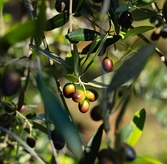 Turkey Becomes #2 Olive Oil Producer in the World