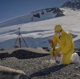 Turkish Scientists Find Antiviral Clues in Antarctic Algae & Microbes