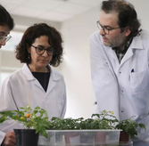 Turkish Scientists Grow Tomatoes in Lunar & Martian Soil