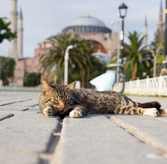 Street Cat Care Program Launched in Antalya: Treatment & Sterilization