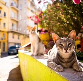 Plastic Bottles Turned Into Food for Stray Animals in İzmir's Buca