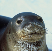 Illegal Tours Threaten Endangered Monk Seals in Antalya, Turkey