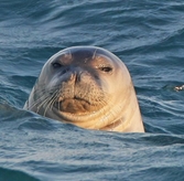 Mediterranean Monk Seal Spotted in Alanya: Only 800 Left
