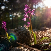 Rare Anatolian Orchids Bloom in Antalya