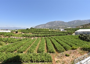 Furnished 1+1 apartment with sea and mountain views in Mahmutlar area