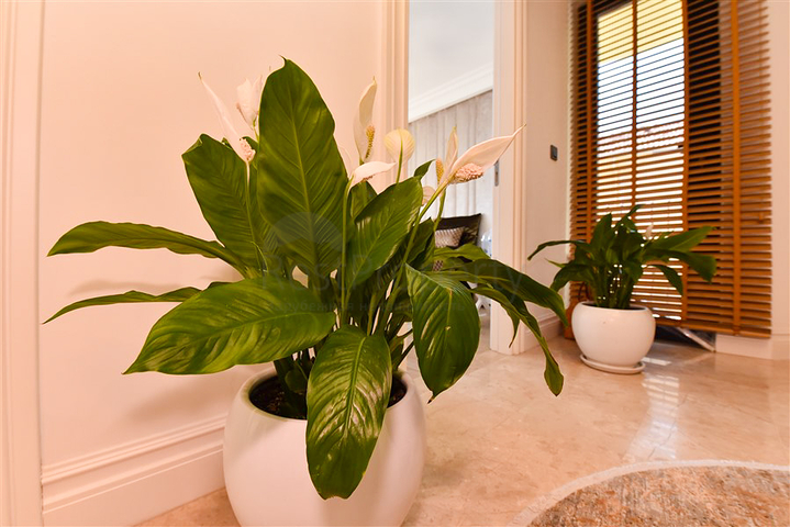 Designer renovated villa 5+1