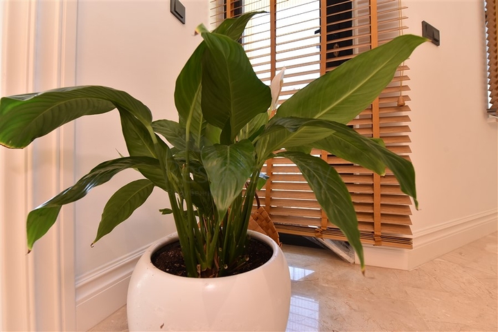 Designer renovated villa 5+1