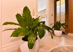 Designer renovated villa 5+1