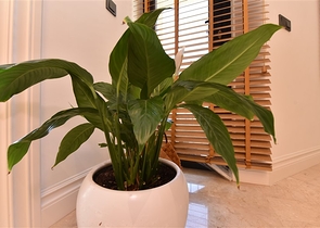 Designer renovated villa 5+1