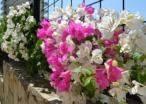 Furnished apartment in a good complex in Mahmutlar for rent