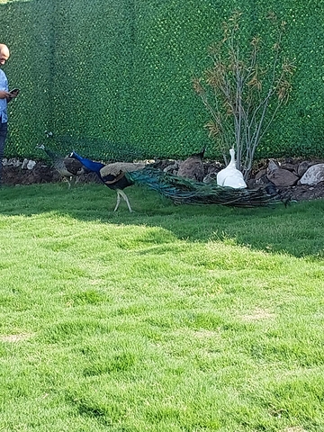 Villas and Penthouses with view of Bodrum Castle 