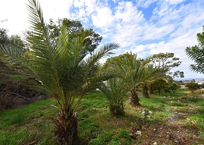 Luxury house with private pool and garden in Demirtas district